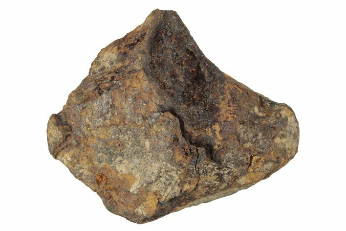 Agoudal Iron Meteorite ( g) - Morocco #245607